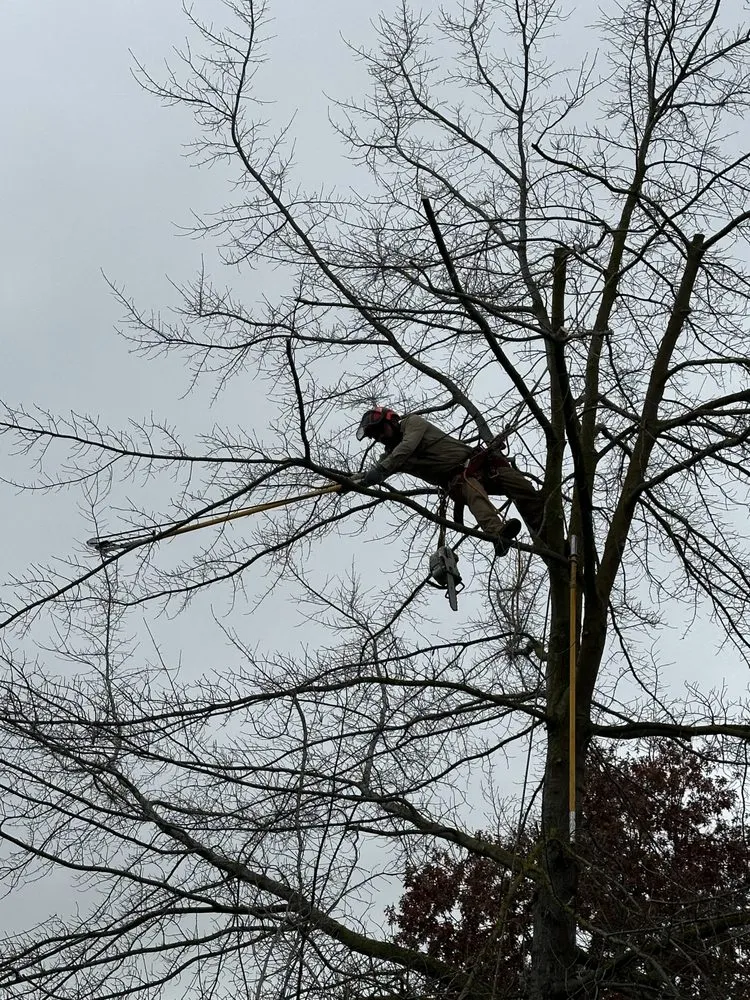 Local yard cleanup service in Sacramento, CA by Kronos Tree Care