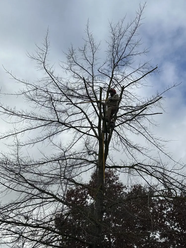 Reliable outdoor landscaping for beautiful yards in Sacramento, CA by Kronos Tree Care