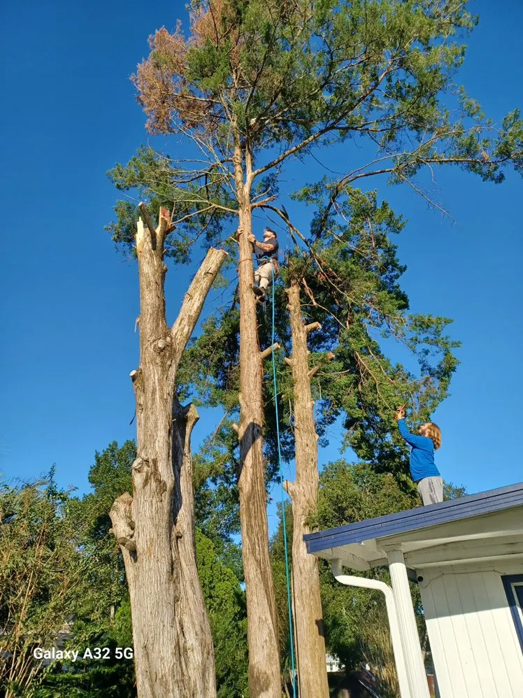 Professional landscape installation in Ocala, FL - Kruis Kuts & More