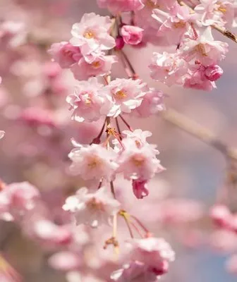 Krypteia Landscape Design