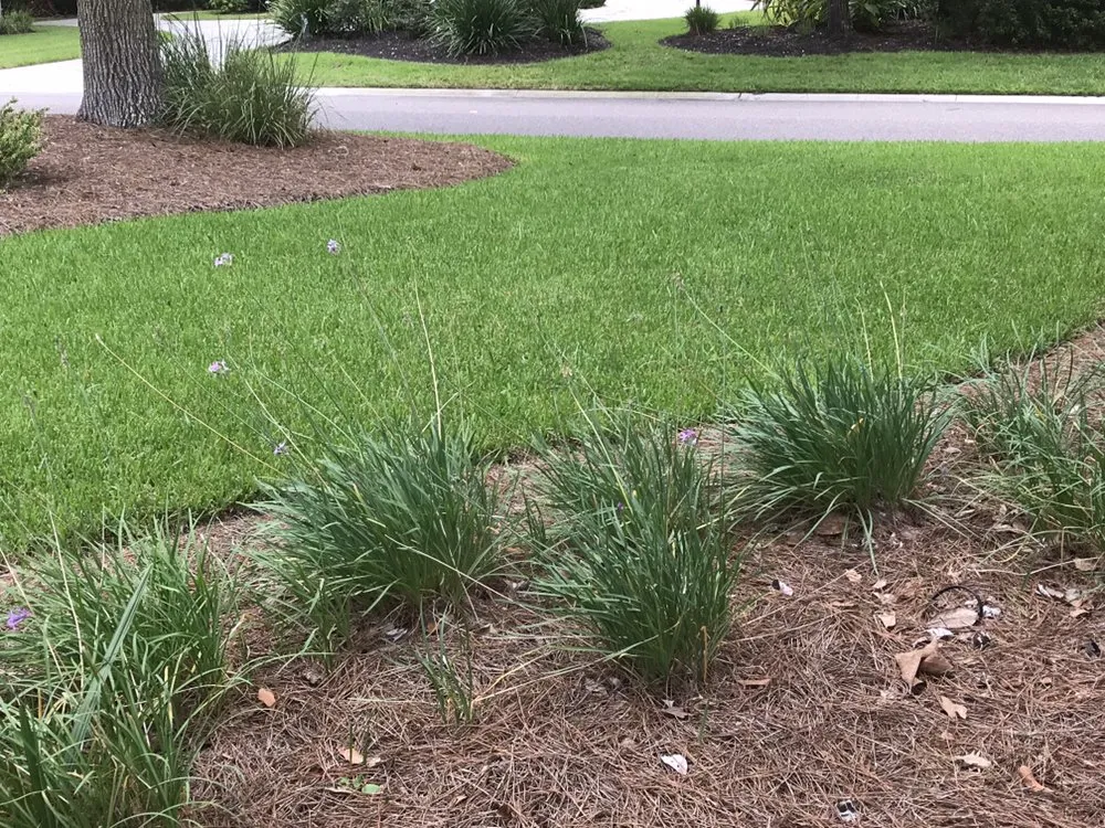 Expert residential landscaping for year-round maintenance across Hilton Head Island, SC - Krystal's Landscaping Home & Services