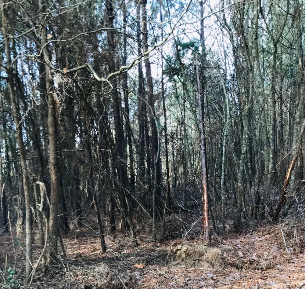 Reliable landscaping services for residential properties in Longview, TX by K's Bustin' Brush & Land Cleaning