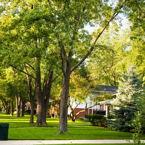 Affordable outdoor landscaping for beautiful yards across St. Petersburg, FL - K&S Family Lawncare & More