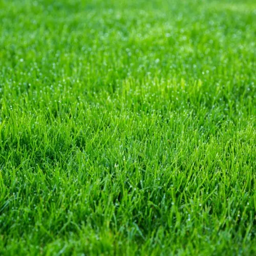 Trusted landscaping services in St. Petersburg, FL - K&S Family Lawncare & More