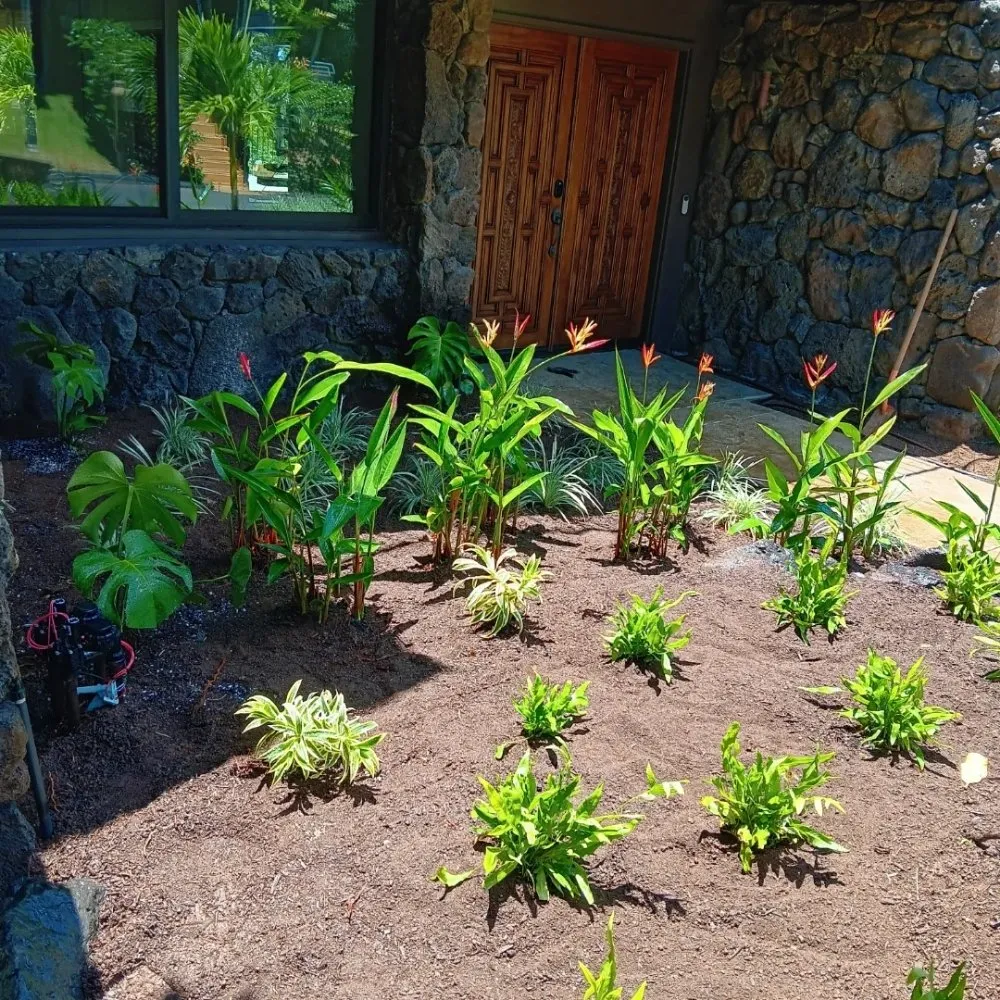 Trusted yard cleanup service for residential properties across Waianae, HI - ks Landscaping