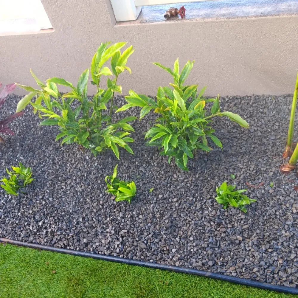Reliable garden landscaping experts serving Waianae, HI - ks Landscaping