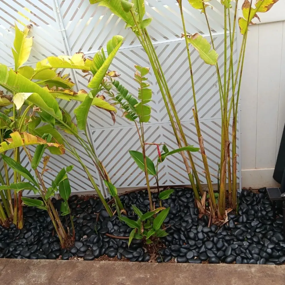 Custom outdoor landscaping in Waianae, HI by ks Landscaping