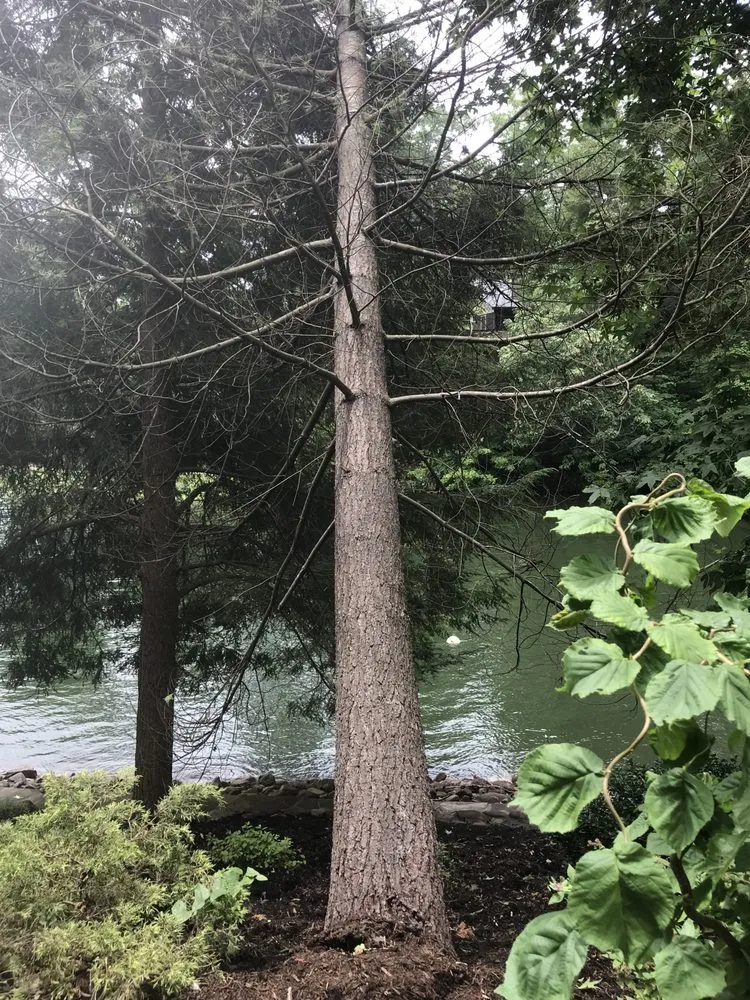 Trusted yard maintenance for beautiful yards in Evensville, TN by K&S Lawn and Tree Service