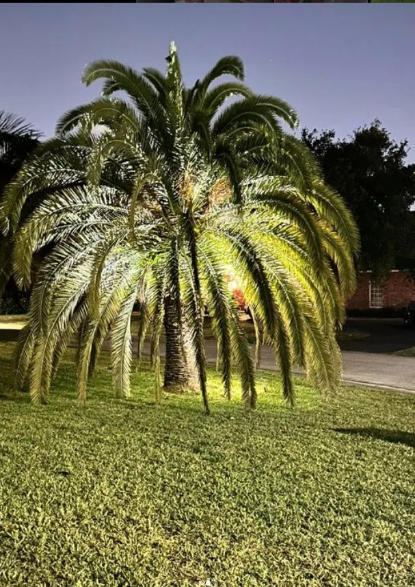 Reliable landscape installation in Delray Beach, FL by Ks lawns r us