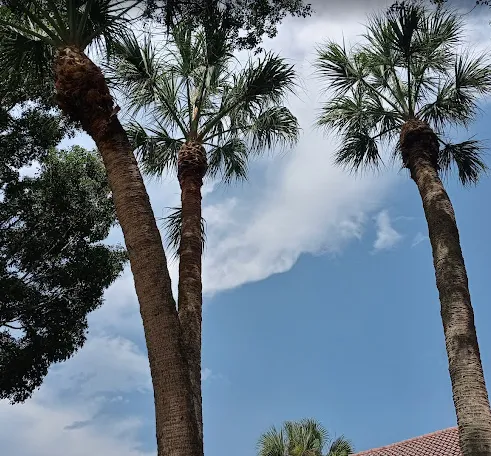 Professional landscape installation in Delray Beach, FL - Ks lawns r us