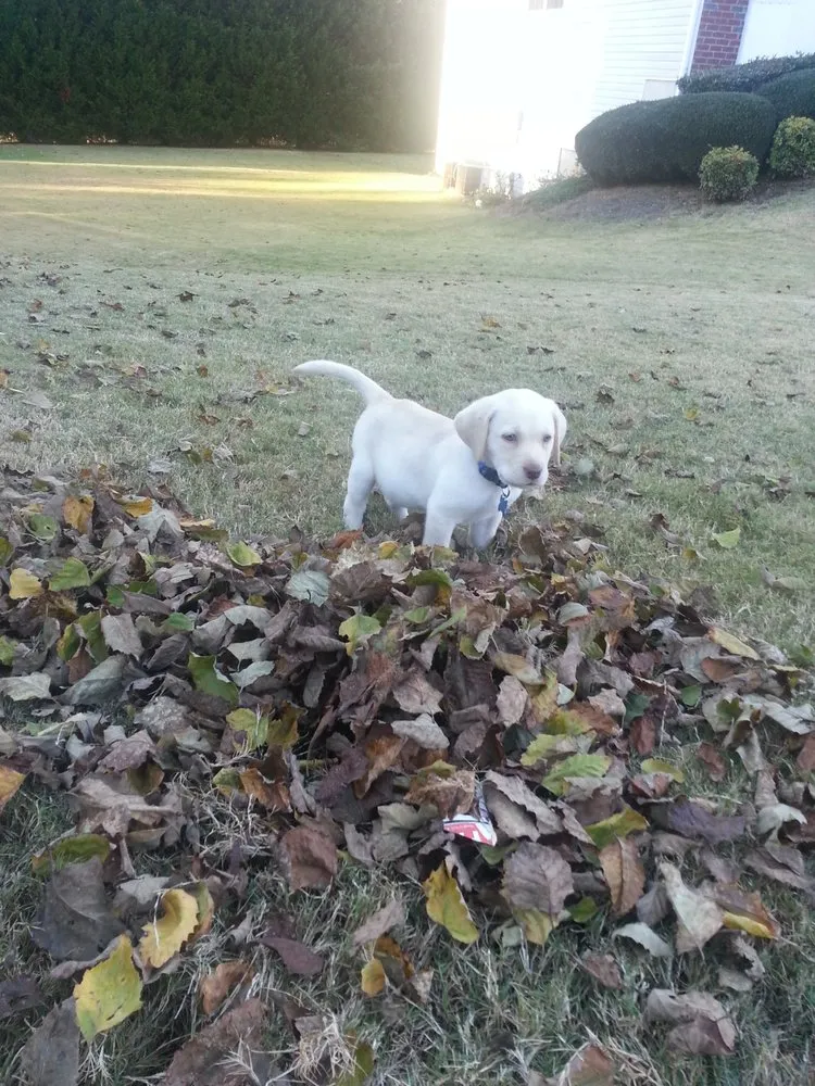 Affordable lawn mowing service experts serving Grayson, GA - KSP Lawn Maintenance