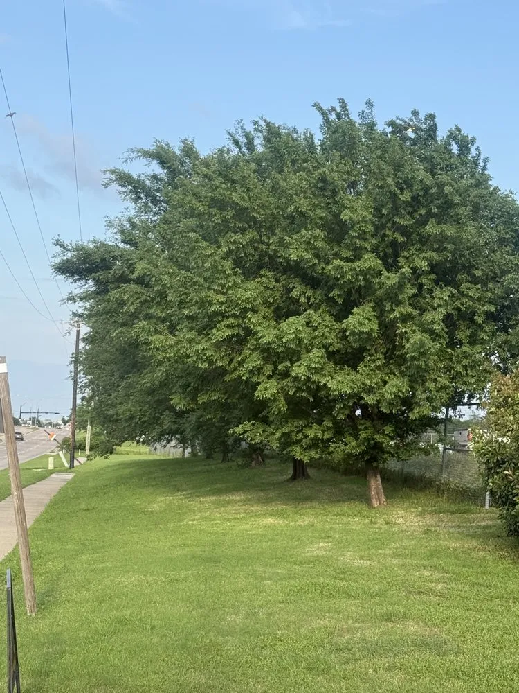 Local outdoor landscaping for outdoor upgrades across Frisco, TX - KT Landscape Management