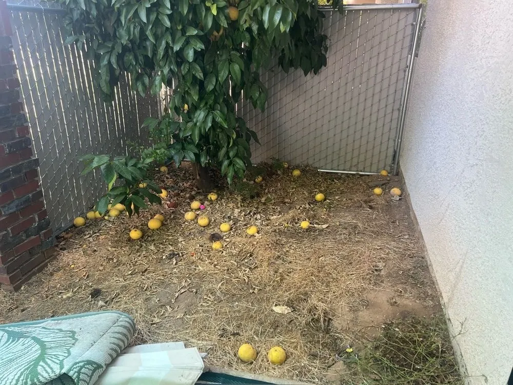 Custom landscaping services in Fresno, CA by KT Landscaping