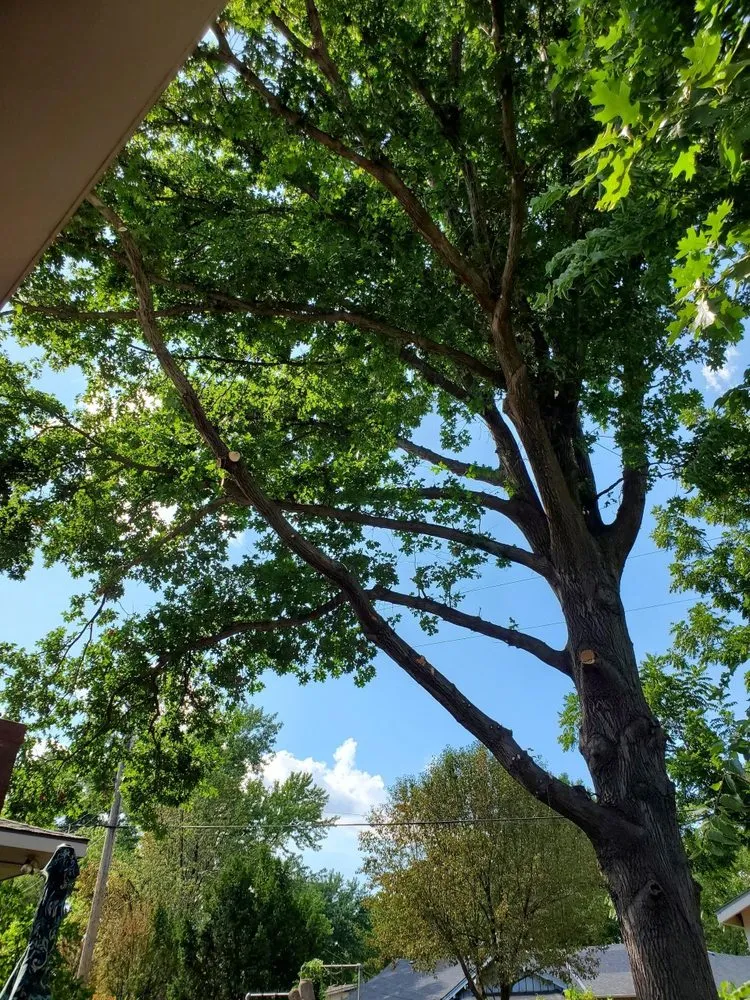 Expert yard cleanup service for beautiful yards across El Dorado, KS - KTE Services