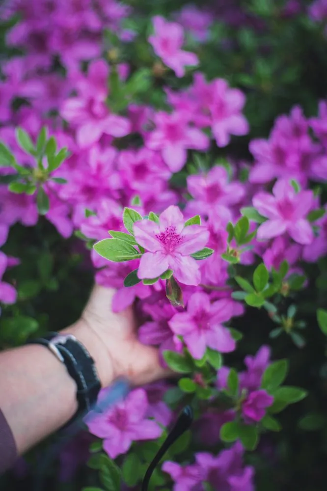 Expert lawn care service in Kemah, TX by KTS Landscape & Irrigation