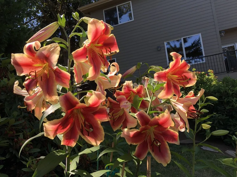 Affordable landscape design experts serving Salem, OR - Kuebler Landscapes