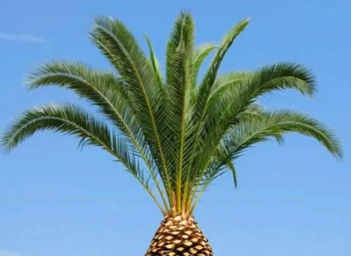 Local garden landscaping in Kapa'a, HI - Kuhaulua Landscaping and Tree Service