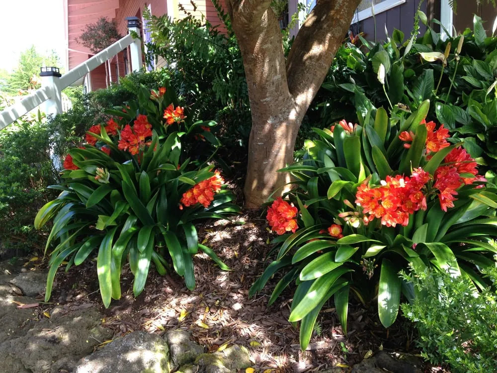 Local yard maintenance experts serving Kula, HI - Kula Garden Design