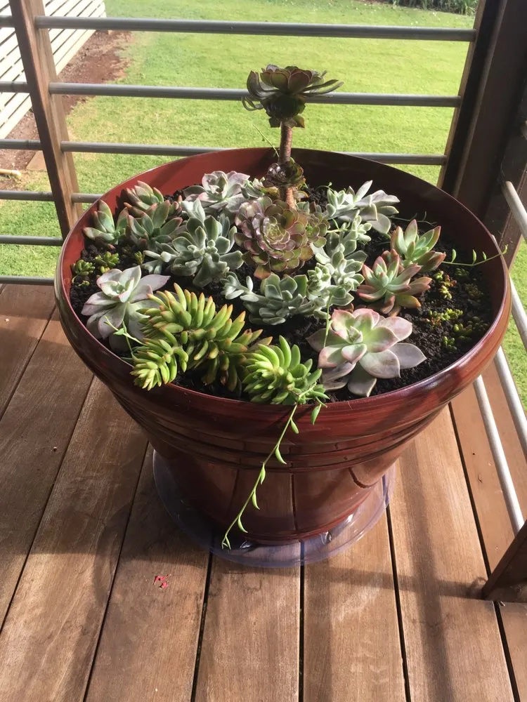 Affordable lawn mowing service in Kula, HI - Kula Garden Design