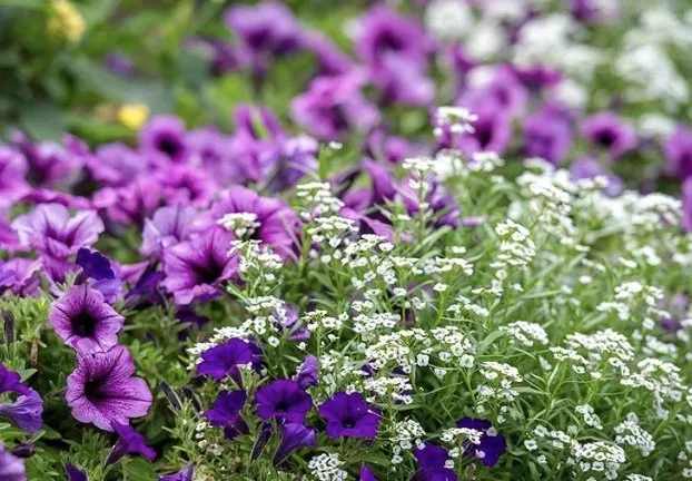 Expert lawn care service in Rexford, NY by Kulak Nursery & Landscaping