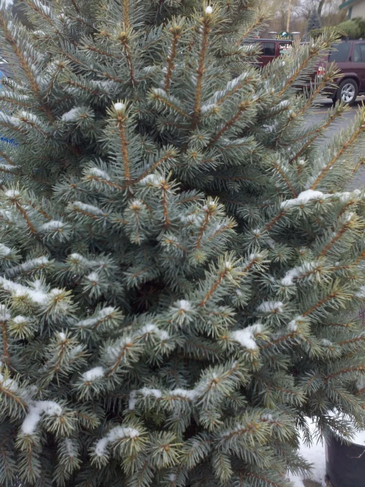 Trusted garden landscaping experts serving Rexford, NY - Kulak Nursery & Landscaping