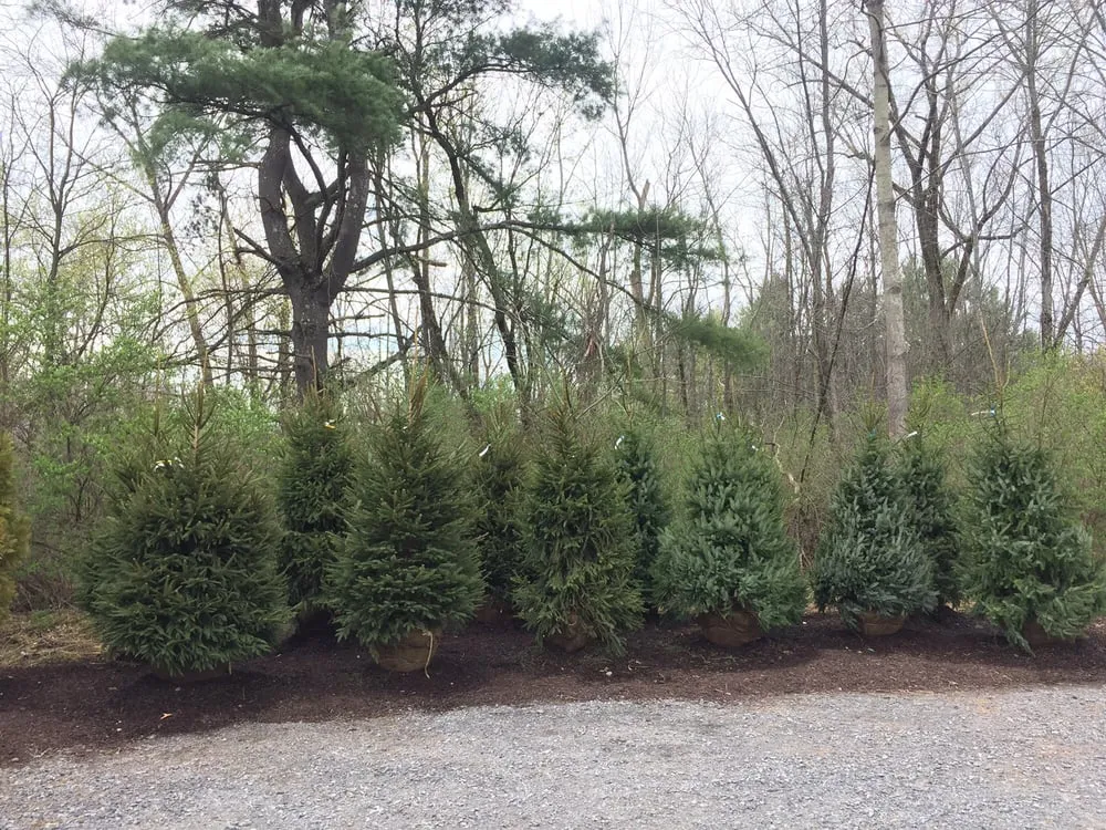 Professional landscape installation experts serving Rexford, NY - Kulak Nursery & Landscaping