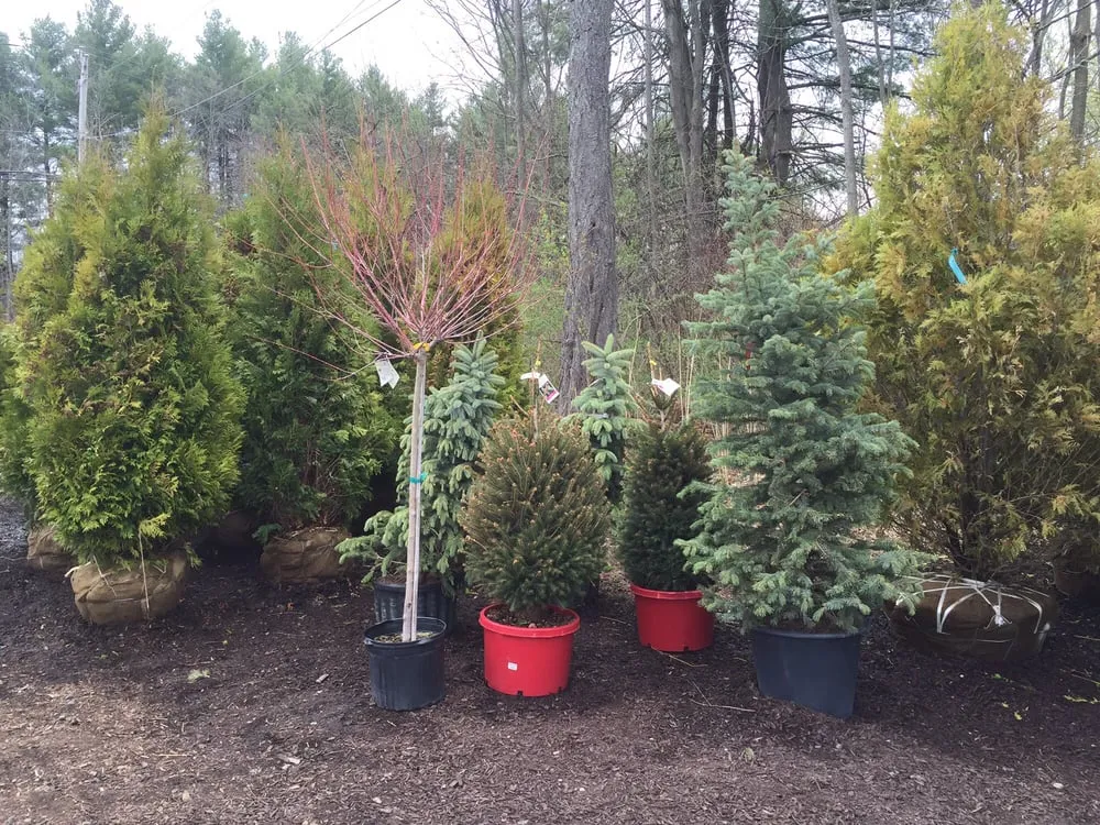Top-rated yard maintenance for year-round maintenance in Rexford, NY by Kulak Nursery & Landscaping