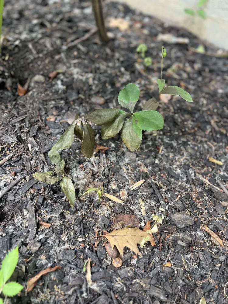 Expert yard cleanup service for beautiful yards in Erie, PA by Kunco Landscape