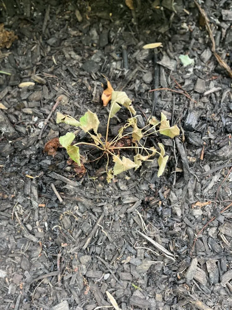 Custom lawn mowing service experts serving Erie, PA - Kunco Landscape