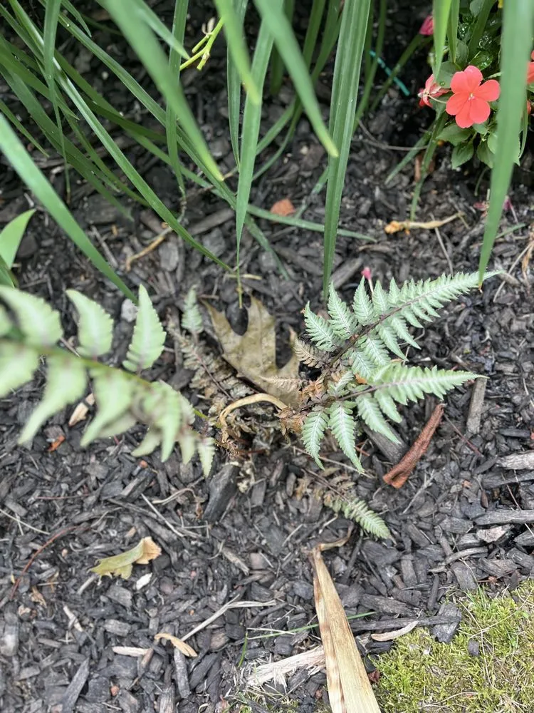 Expert outdoor landscaping for year-round maintenance in Erie, PA by Kunco Landscape