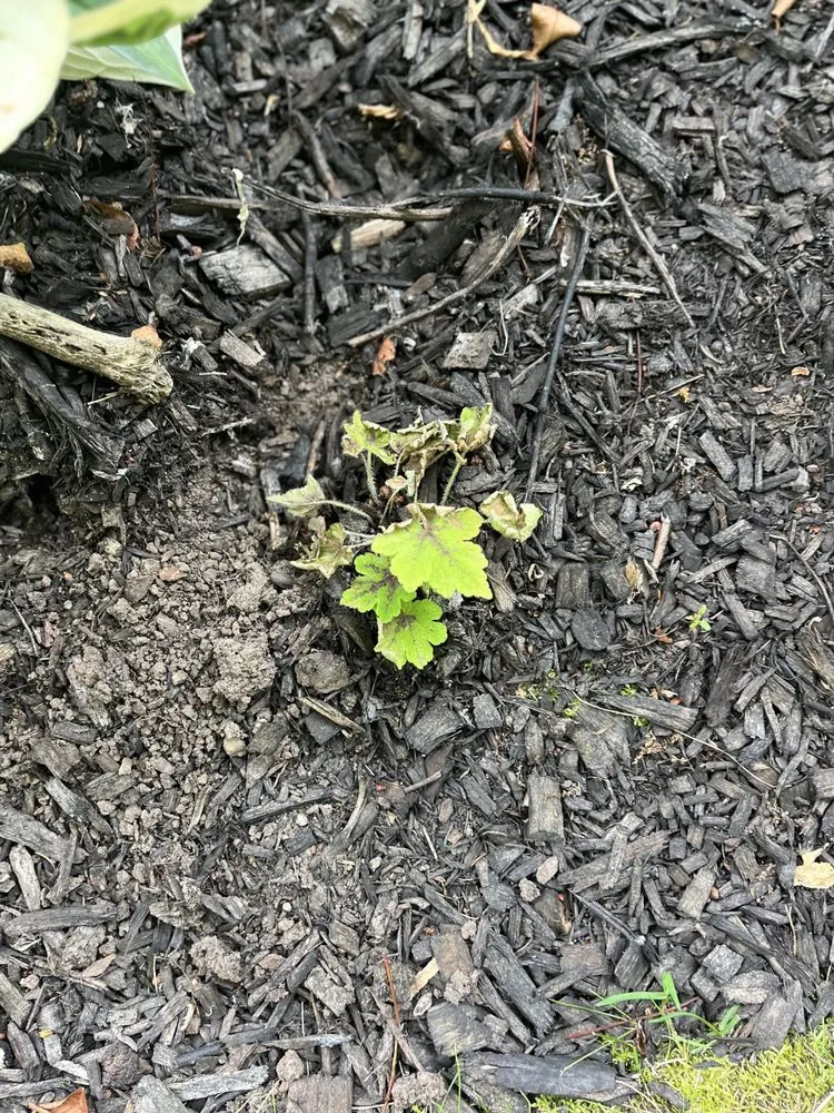 Expert yard maintenance in Erie, PA by Kunco Landscape