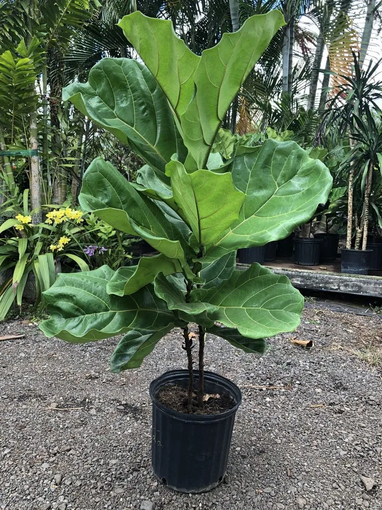 Local landscape installation in Kunia, HI by Kunia Country Farms