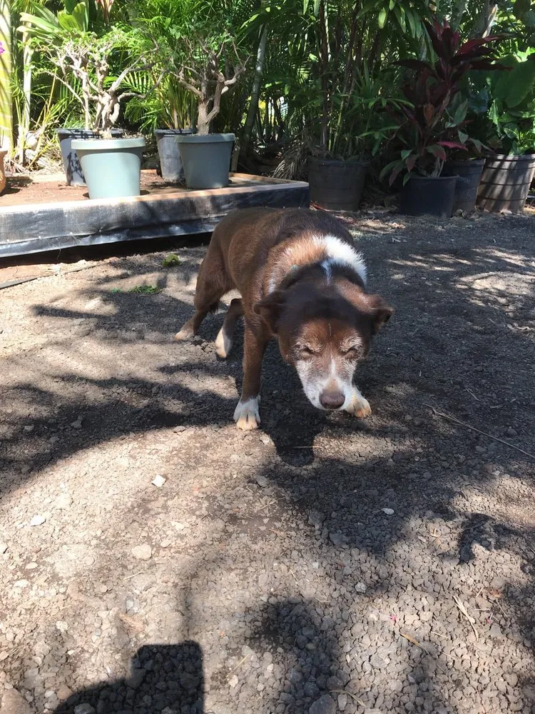 Affordable garden landscaping for homes in Kunia, HI by Kunia Country Farms