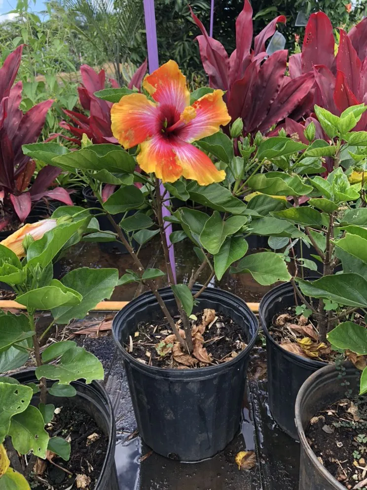 Affordable residential landscaping for year-round maintenance across Kunia, HI - Kunia Country Farms