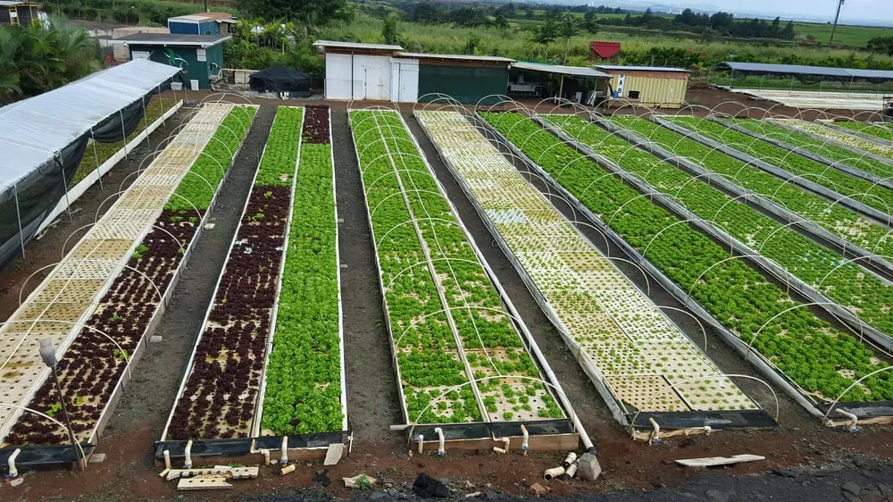Trusted outdoor landscaping experts serving Kunia, HI - Kunia Country Farms
