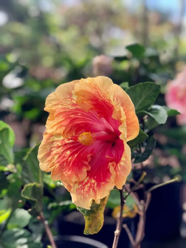 Custom yard cleanup service experts serving Kunia, HI - Kunia Country Farms
