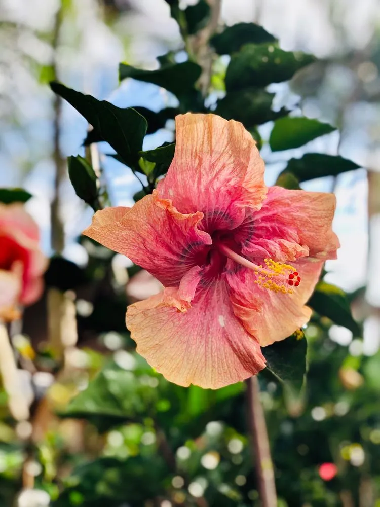 Top-rated landscape installation experts serving Kunia, HI - Kunia Country Farms