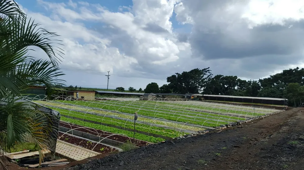 Trusted landscaping services for residential properties across Kunia, HI - Kunia Country Farms