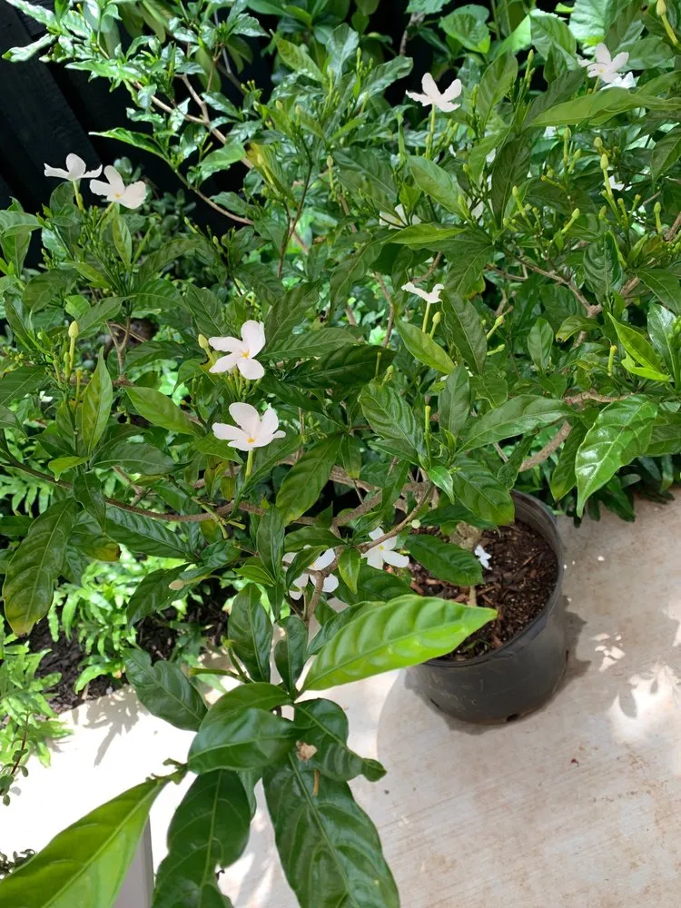 Top-rated yard cleanup service in Kunia, HI - Kunia Country Farms