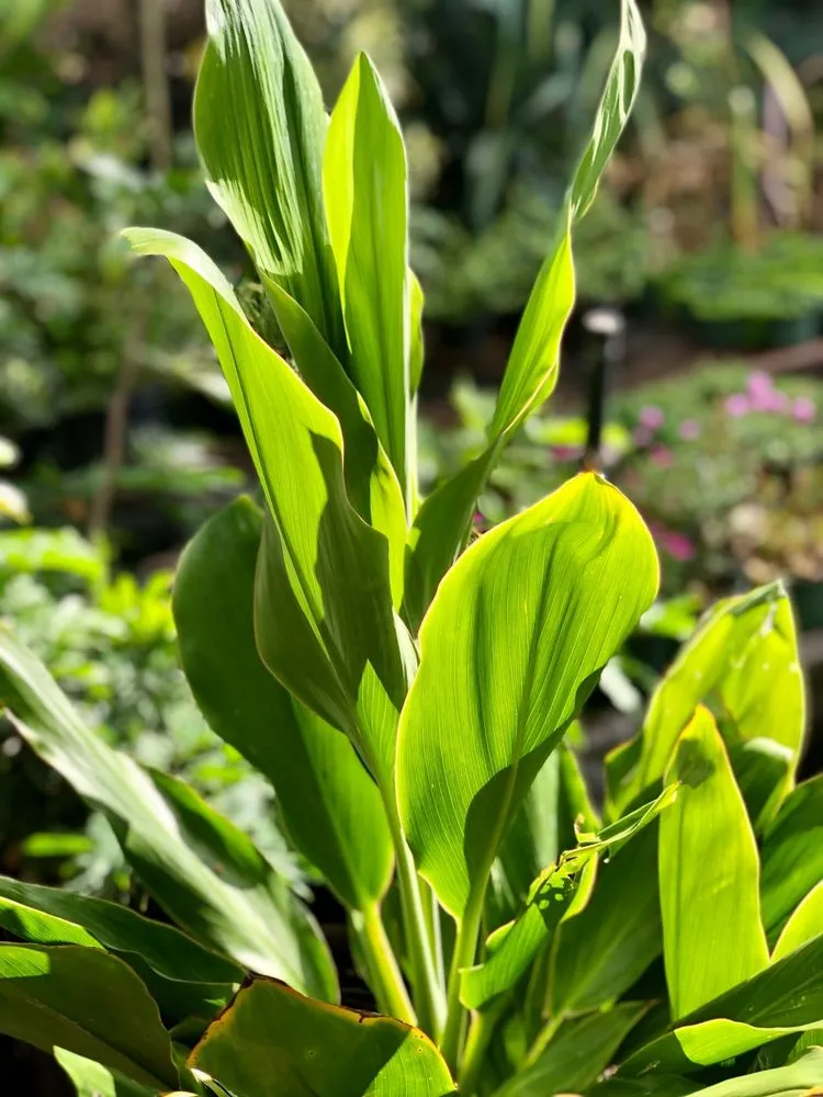 Custom yard maintenance in Kunia, HI - Kunia Country Farms