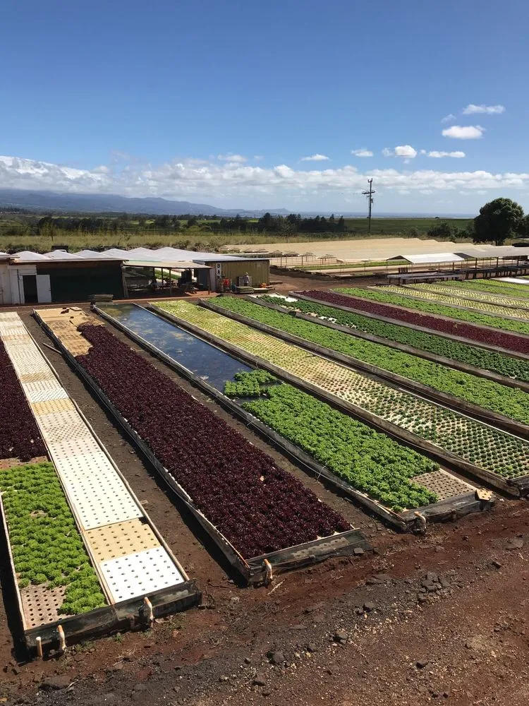 Top-rated yard cleanup service experts serving Kunia, HI - Kunia Country Farms