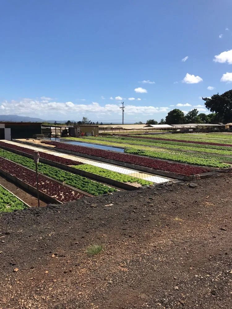 Professional lawn care service for year-round maintenance across Kunia, HI - Kunia Country Farms