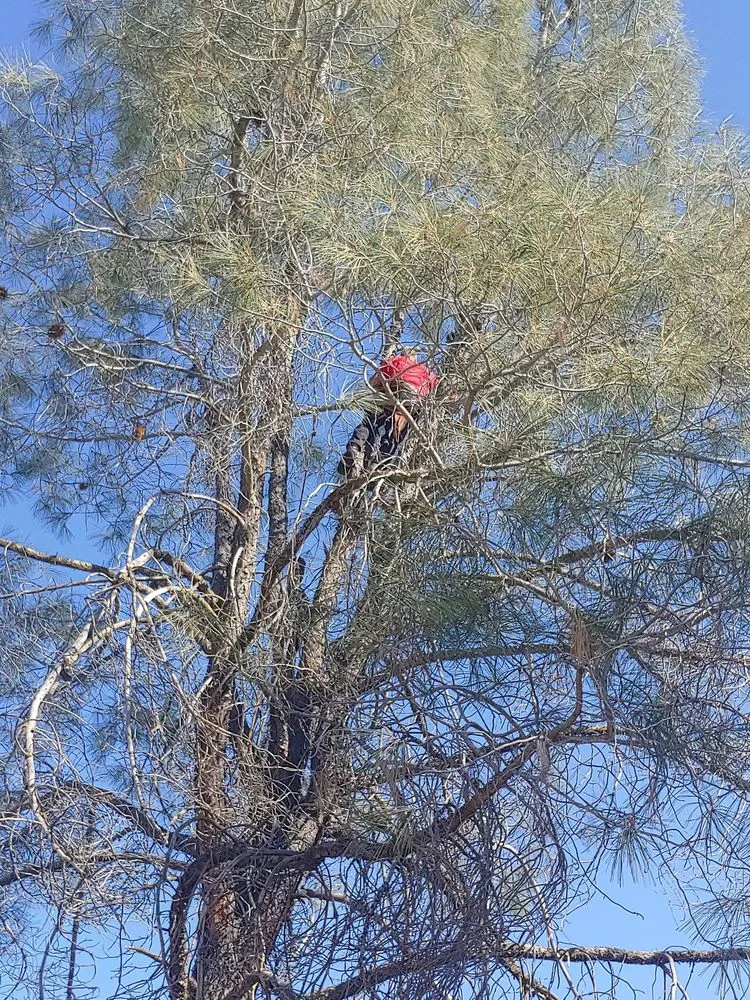 Professional yard maintenance experts serving Clovis, CA - Kurt Eaton Tree Service