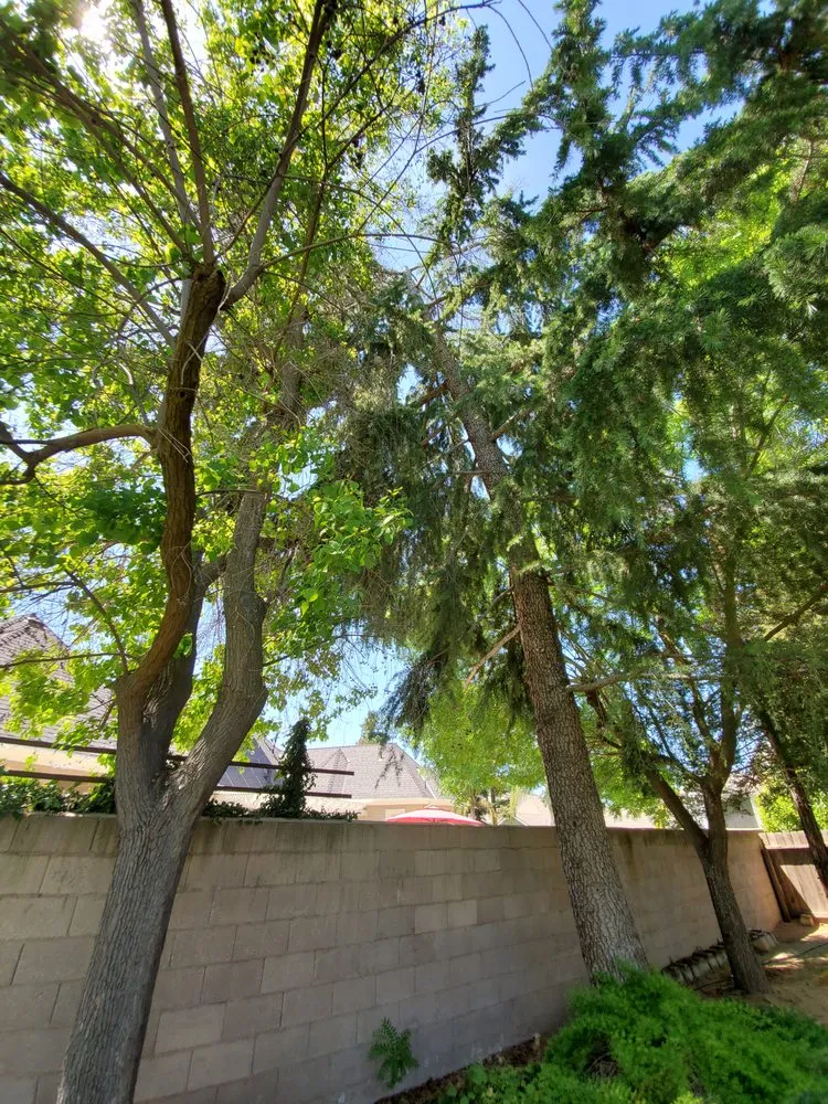 Local landscaping services in Clovis, CA by Kurt Eaton Tree Service