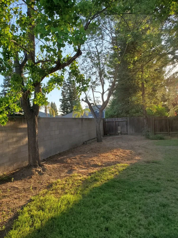 Professional yard cleanup service experts serving Clovis, CA - Kurt Eaton Tree Service