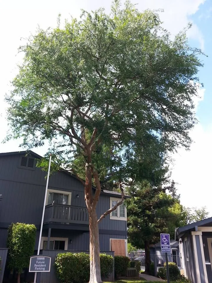 Custom lawn mowing service in Clovis, CA - Kurt Eaton Tree Service