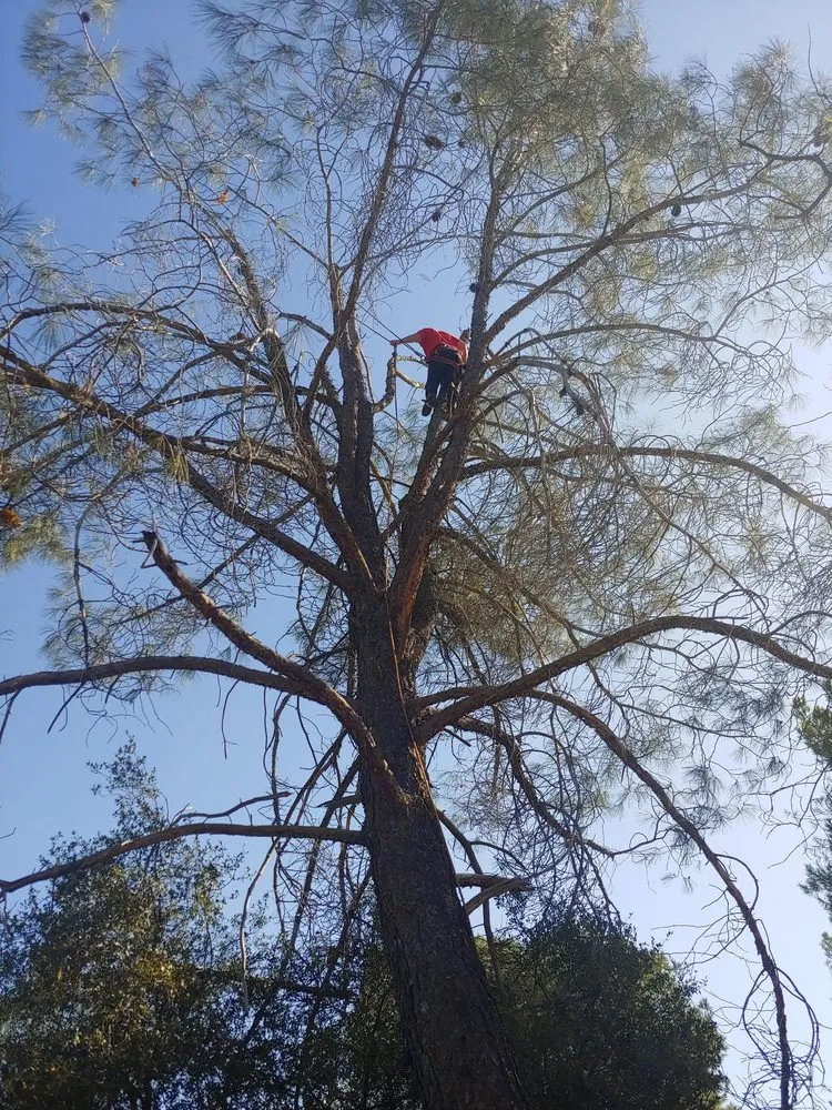 Custom landscape installation near you across Clovis, CA - Kurt Eaton Tree Service