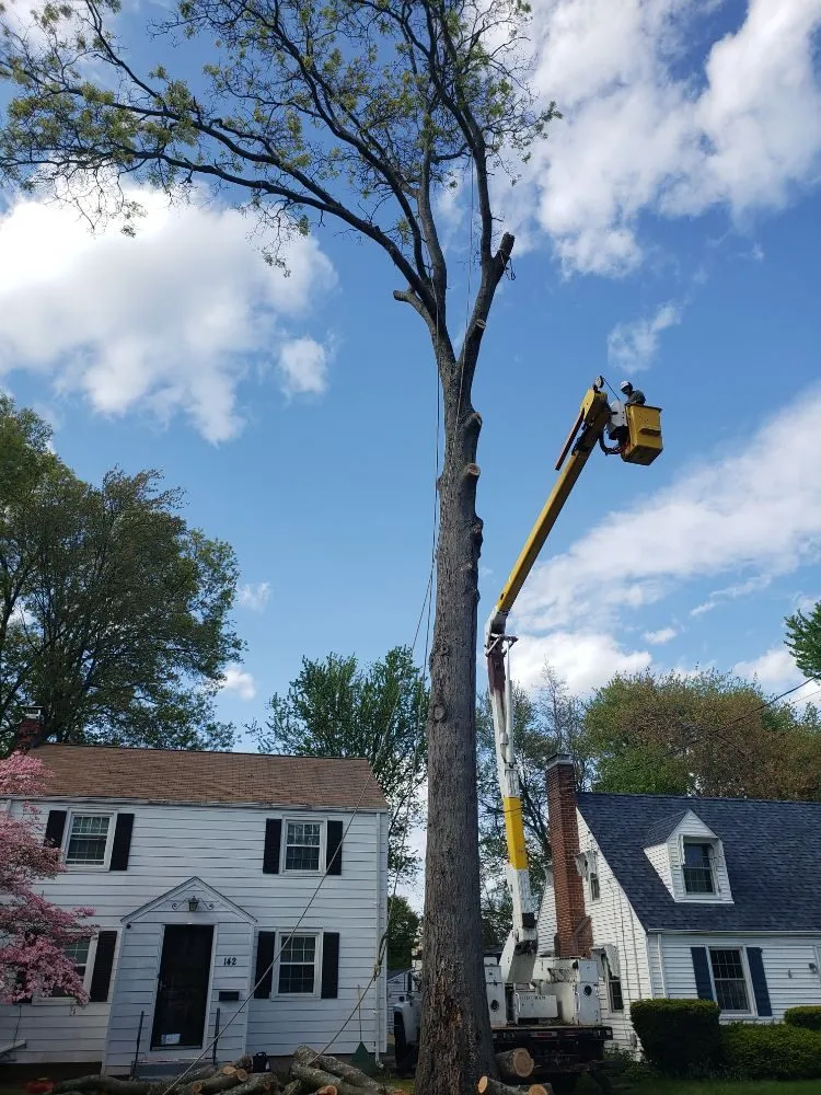 Affordable yard maintenance for outdoor upgrades in Manchester, CT by Kurt's Tree and Landscape Company