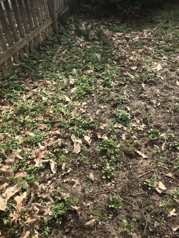 Top-rated residential landscaping experts serving Denver, PA - Kurtz’s Lawn Service