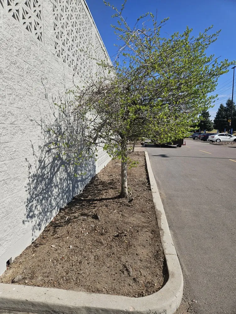 Top-rated landscaping services in Colorado Springs, CO by Kush Landscapes